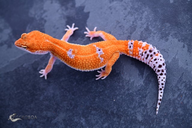 【高額売筋】 Available Leopard Geckoboa | Geckos 小物