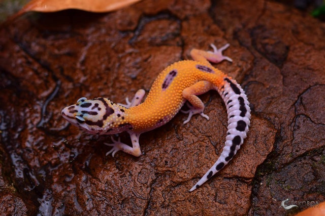 Cipher leopard geckos for sale | Geckoboa