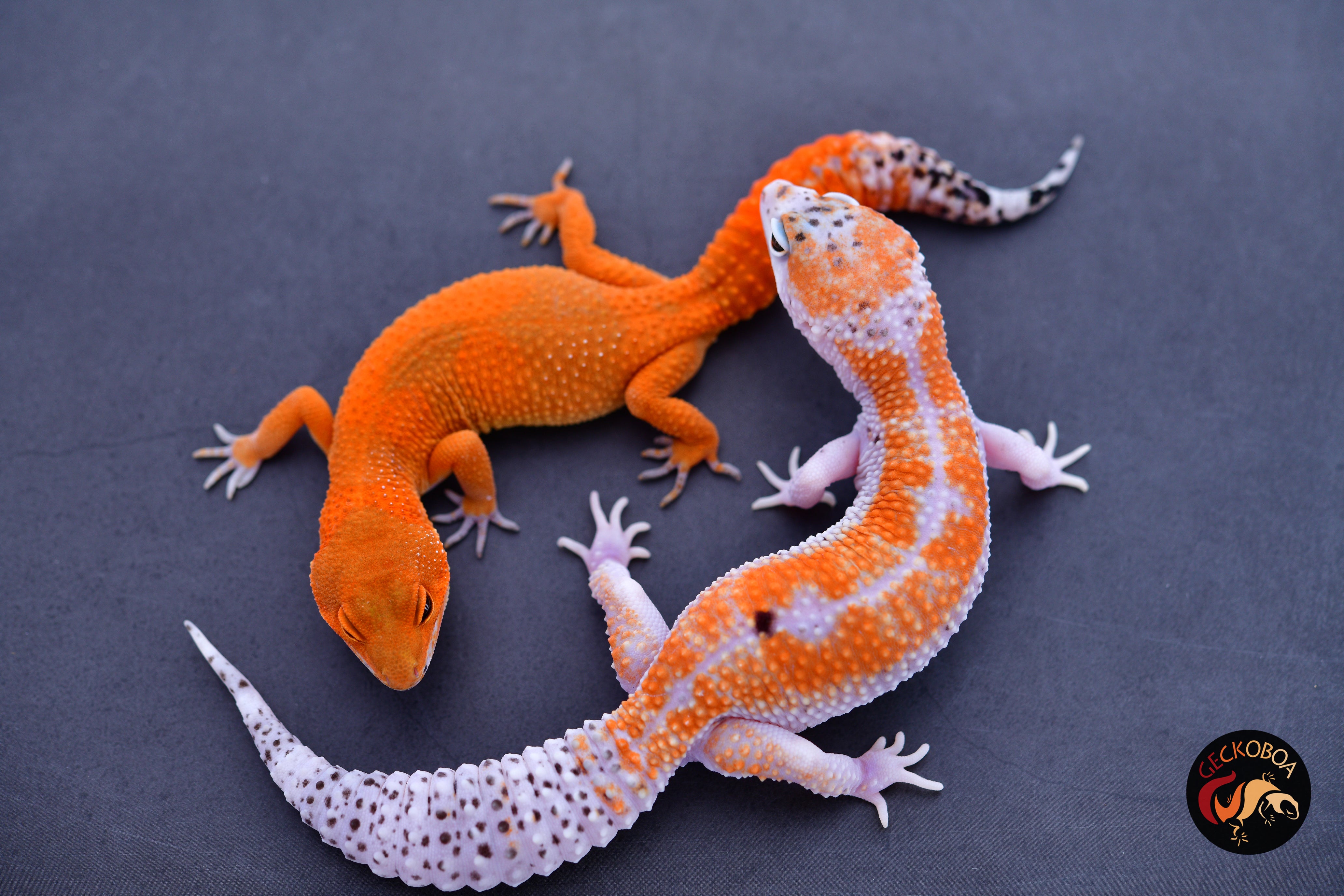 その他 Leopard Geckos All available Leopard Geckos | Geckoboa