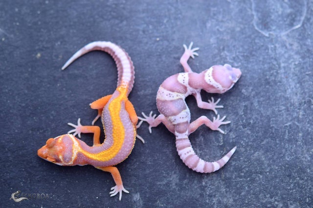 Leopard gecko online shop online
