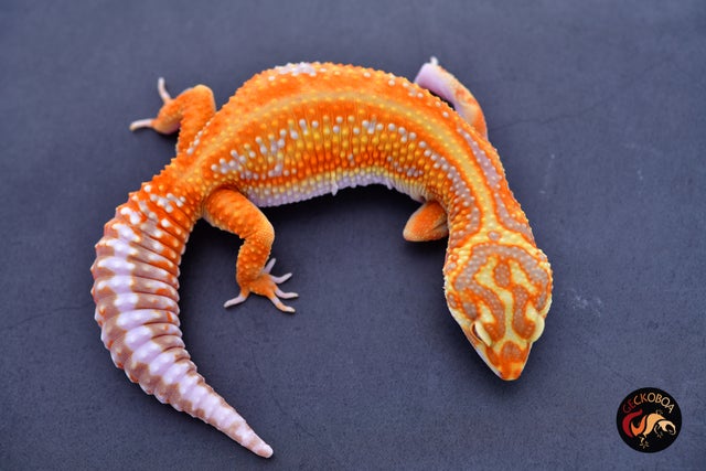 Available Leopard Geckos | Geckoboa
